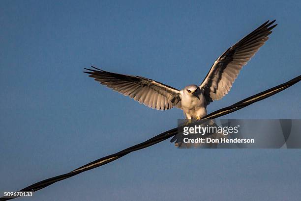 white-tailed kite on wire - white tailed kite stock pictures, royalty-free photos & images