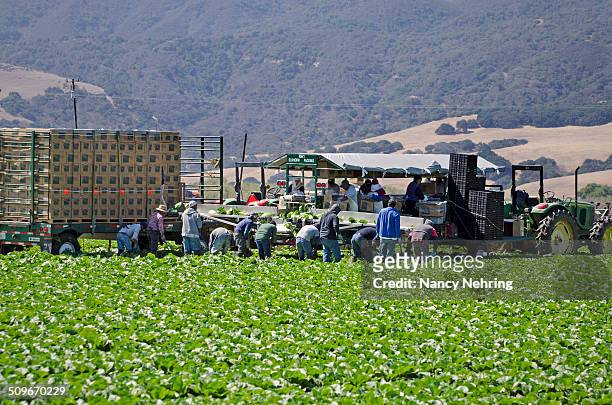 Farm workers harvesting romaine lettuce. Lettuce is harvested and packaged in the field. Salinas Valley, California, USA.