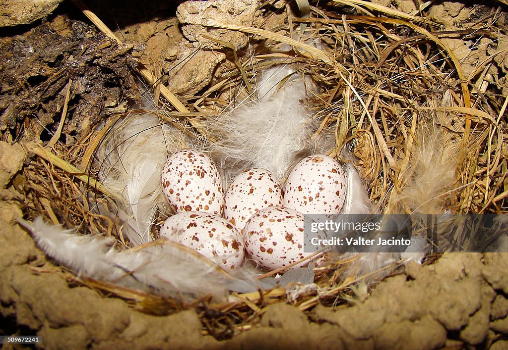 Barn Swallow's nest (Hirundo rustica)
