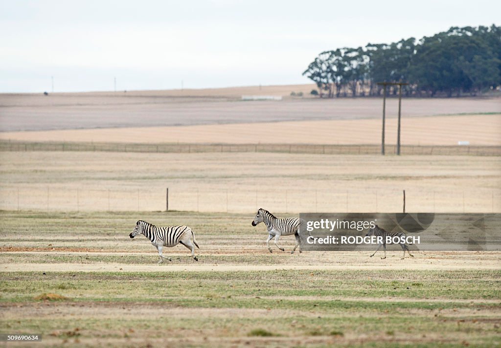 SAFRICA-ENVIRONMENT-QUAGGA