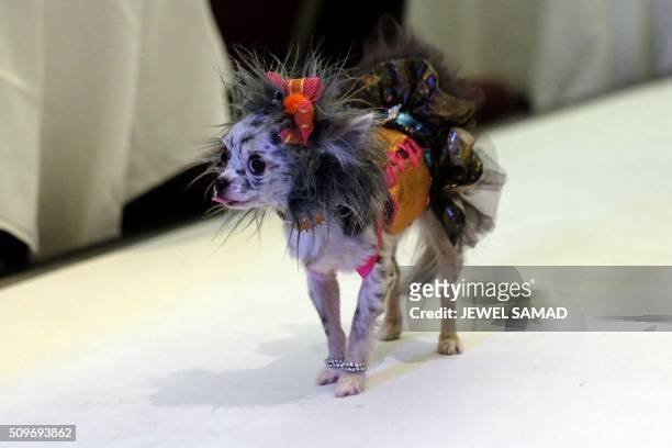 Dog walks on the ramp to present an outfit during the Pet Fashion Show in New York on February 11, 2016.