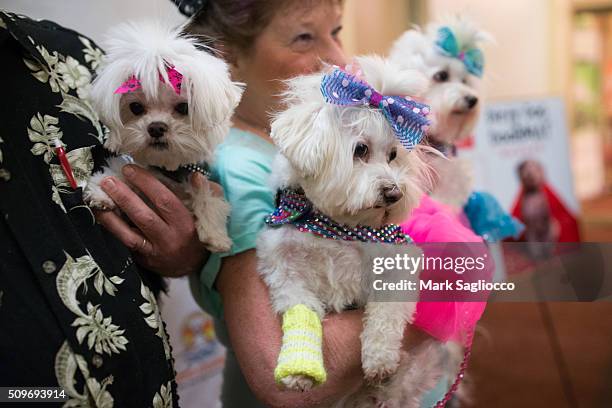 General atmosphere of the 12th Annual NY Pet Fashion Show at Hotel Pennsylvania on February 11, 2016 in New York City.