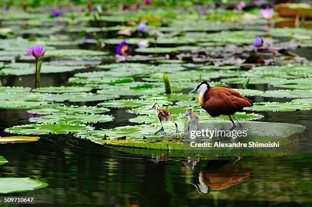 african jacana (male) and his chicks. - gallito de agua africano fotografías e imágenes de stock