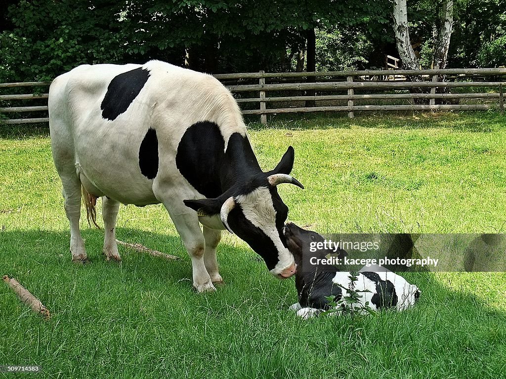 Cow and Calf