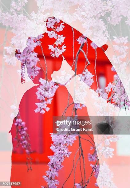 double exposure:geisha and cherry blossoms. - geisha stock-fotos und bilder
