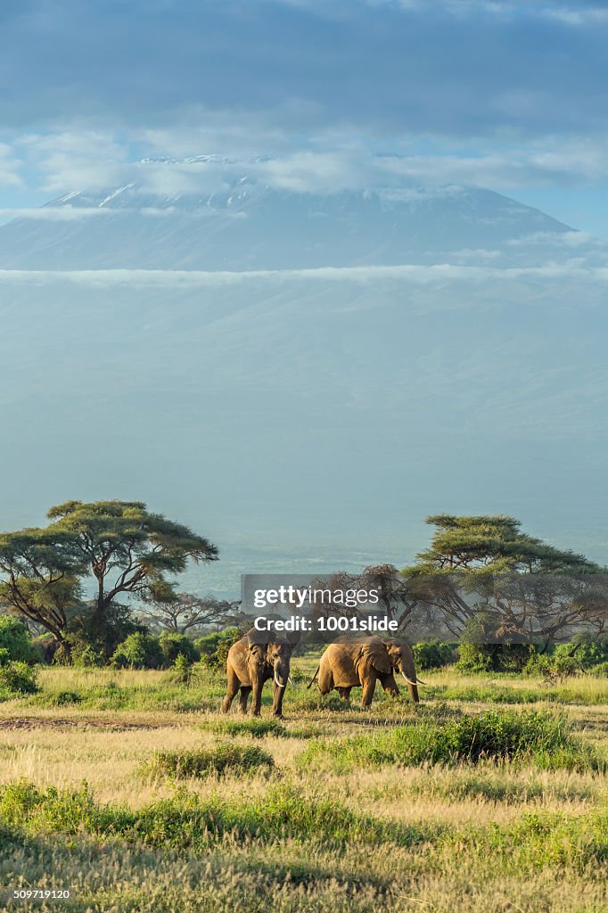 Elefante en frente del monte Kilimanjaro & Mawenzi pico