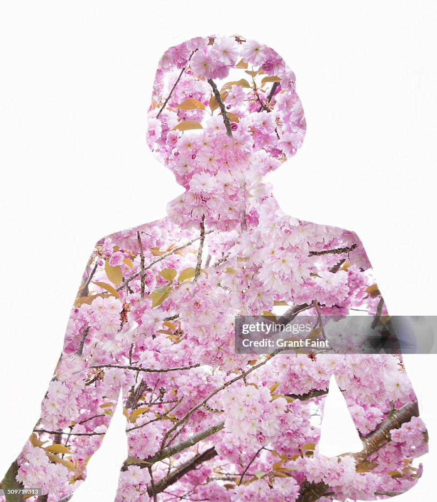 Cherry blossoms shaped as lady.