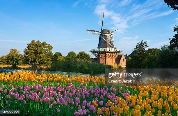 tulips and windmill - typical dutch stock pictures, royalty-free photos & images