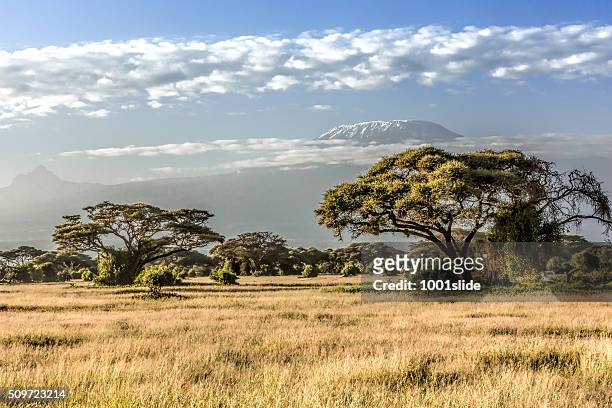 mt kilimanjaro, clouds and acacia tree - in the morning - landscape africa stockfoto's en -beelden