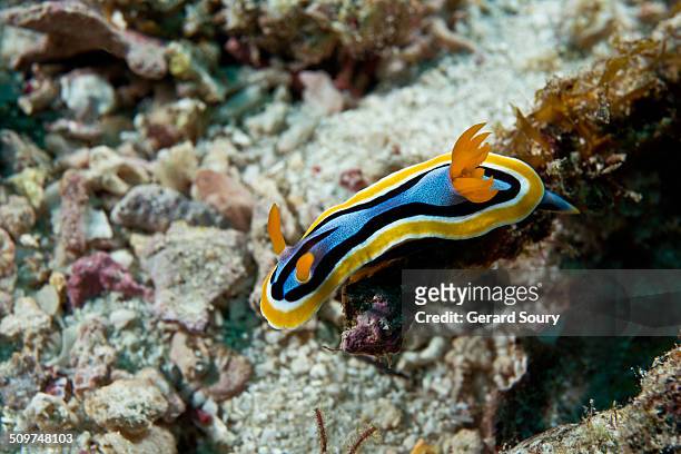 nudibranch on coral - nudibranch stock pictures, royalty-free photos & images