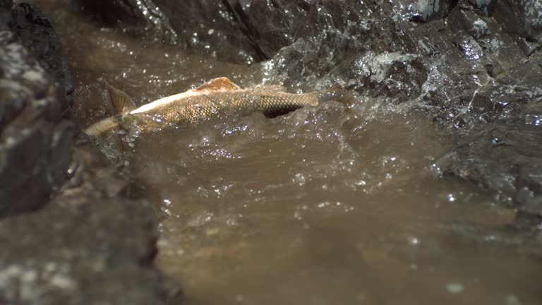 24 Fish Flopping Stock Videos, Footage, & 4K Video Clips - Getty Images