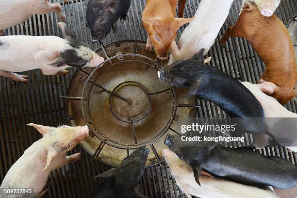 ferkel essen in pigsty - schweinestall stock-fotos und bilder