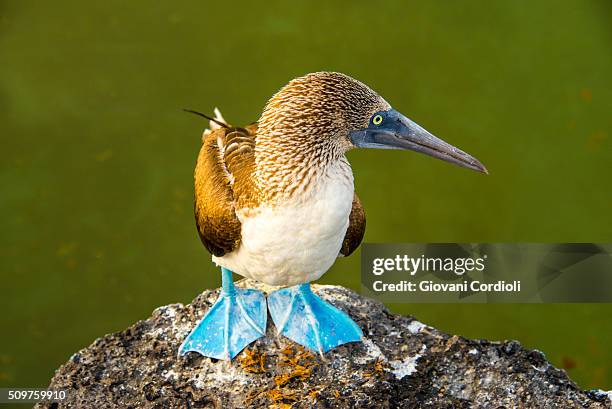 blue footed booby - sula vogelgattung stock-fotos und bilder