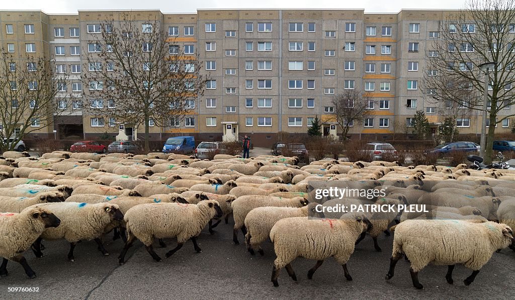 GERMANY-ANIMALS-SHEEP