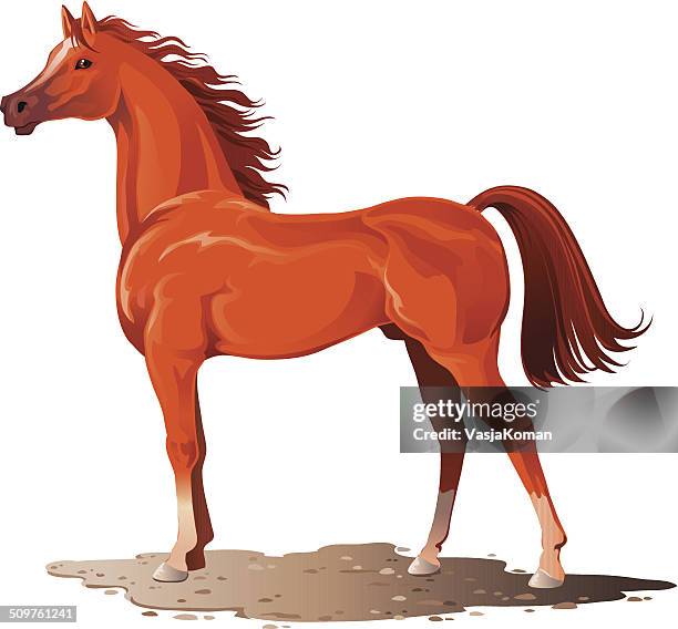 arabian stallion - arabian horses stock illustrations