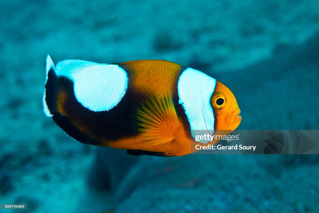 Clownfish defending its territory