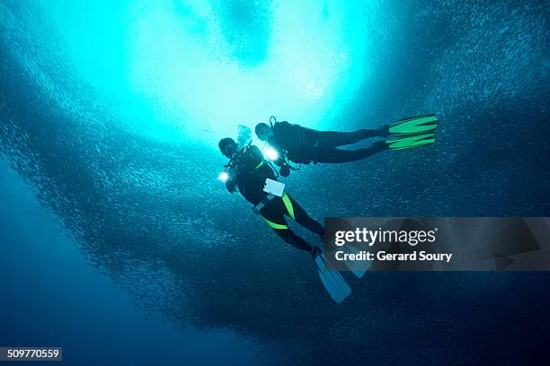 scuba divers in a school of sardines - diving equipment stock pictures, royalty-free photos & images