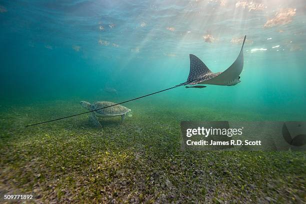 spotted eagle rays and green sea turtles - zeegras stockfoto's en -beelden