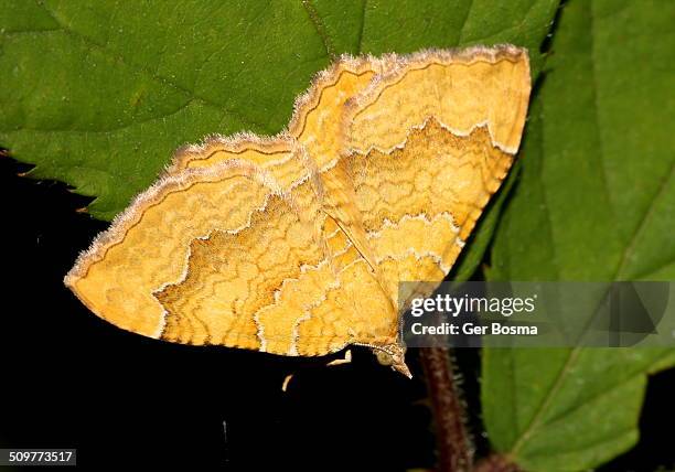 yellow shell moth - geometridae stock pictures, royalty-free photos & images