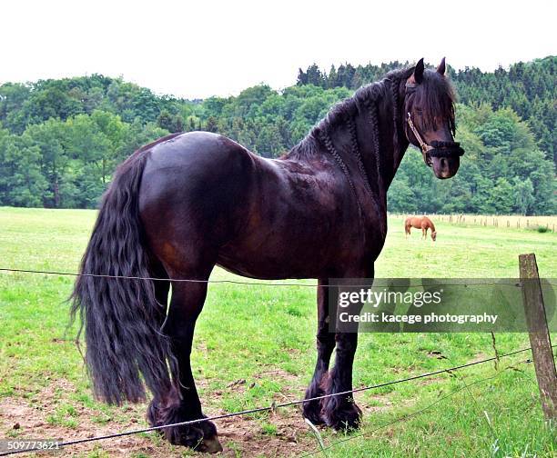 friesian horse - friesian horse stock pictures, royalty-free photos & images