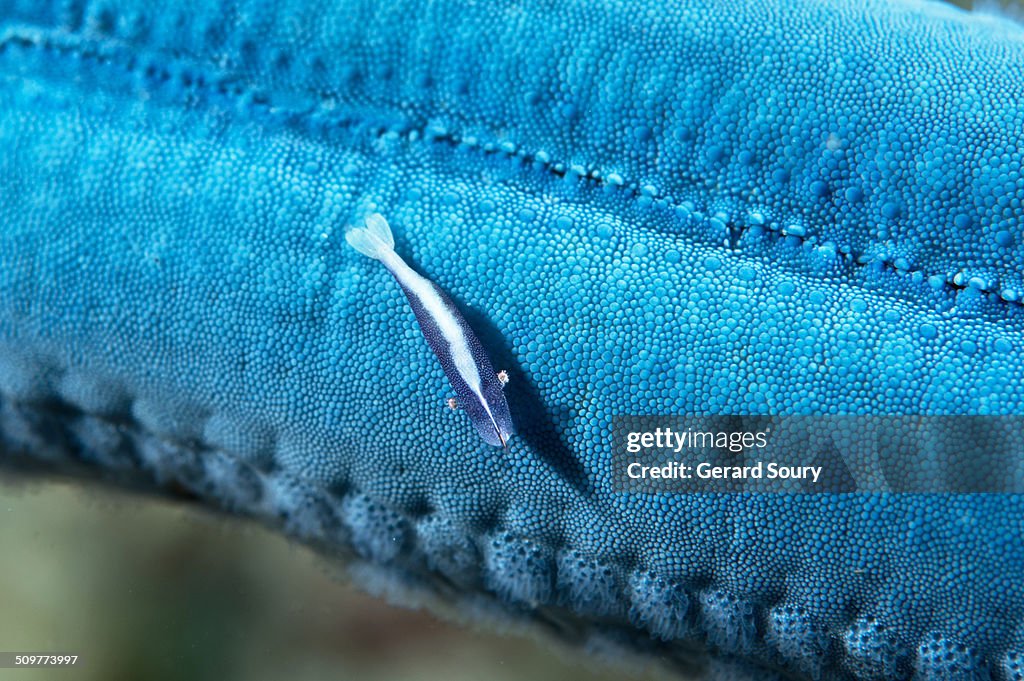 Starfish Shrimp on its blue seastar