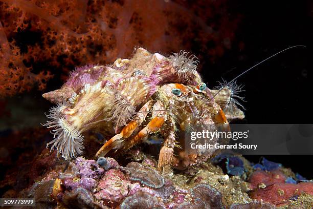 jeweled anemone on an hermit crab - hermit crab stock pictures, royalty-free photos & images