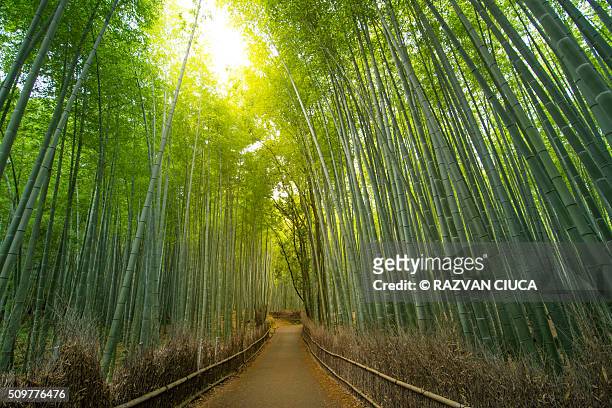 bamboo forest pathway - bambusnår bildbanksfoton och bilder