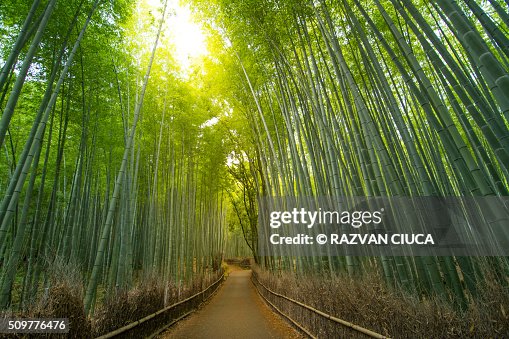 Bamboo Forest Pathway Bamboo Forest Pathway