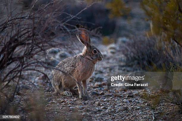 Desert Jack Rabbit Photos and Premium High Res Pictures - Getty Images