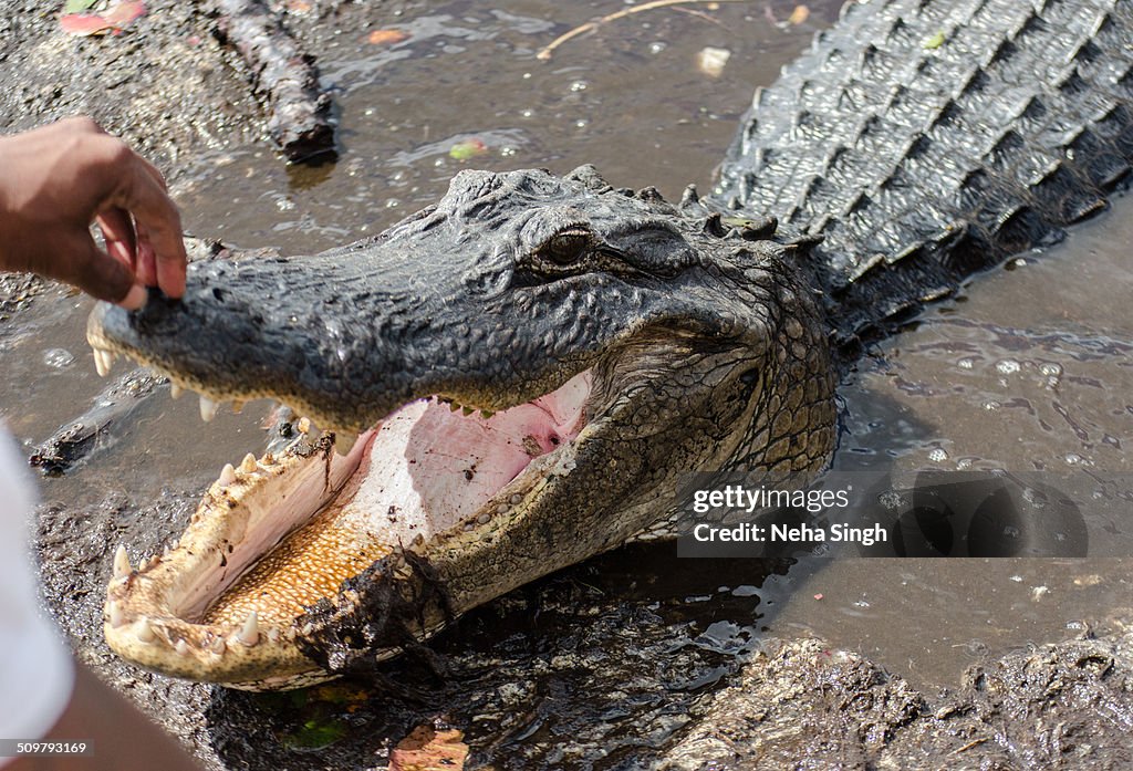 Taming the Wild Florida Alligator