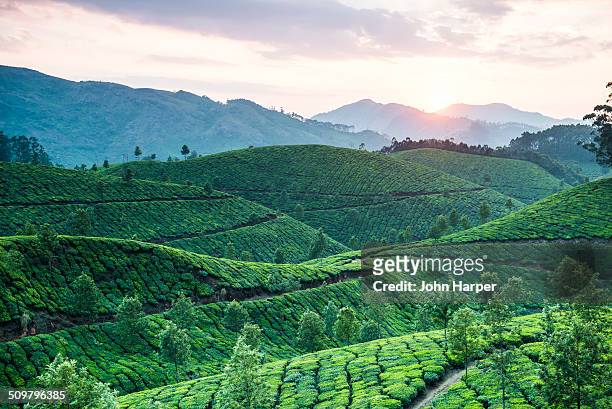 tea plantation at sunset, kerala, india - india tea plantation stockfoto's en -beelden