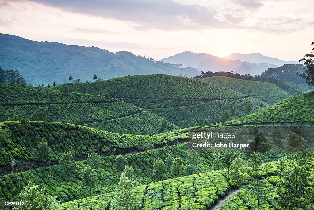 Tea plantation at sunset, Kerala, India