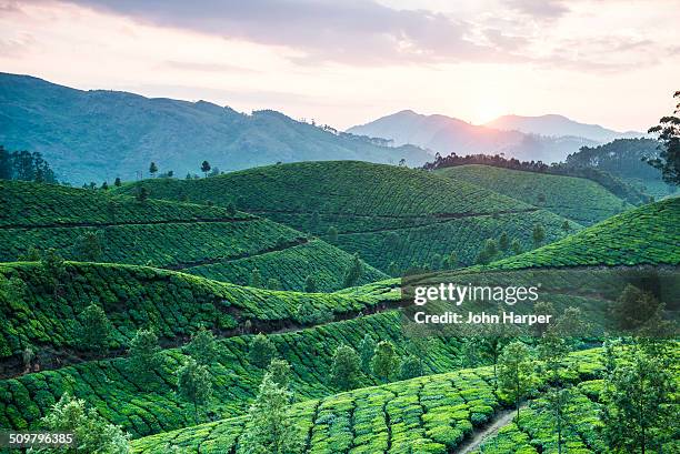 tea plantation at sunset, kerala, india - india landscape stock pictures, royalty-free photos & images