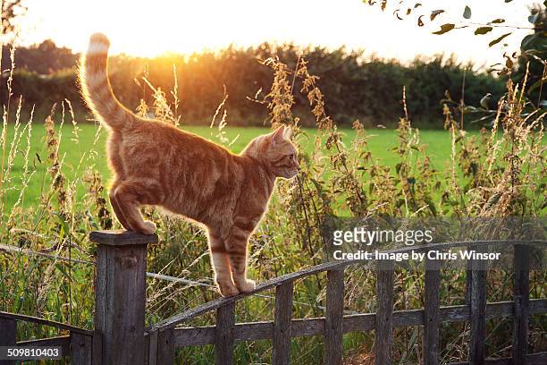On the fence