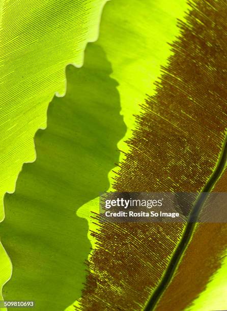 asplenium nidus - bird's nest fern stock pictures, royalty-free photos & images