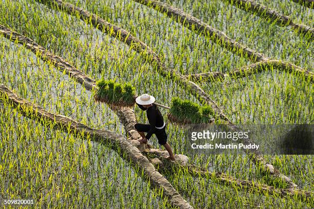 man walking through rice fields carrying seedlings - rice paddy stock pictures, royalty-free photos & images