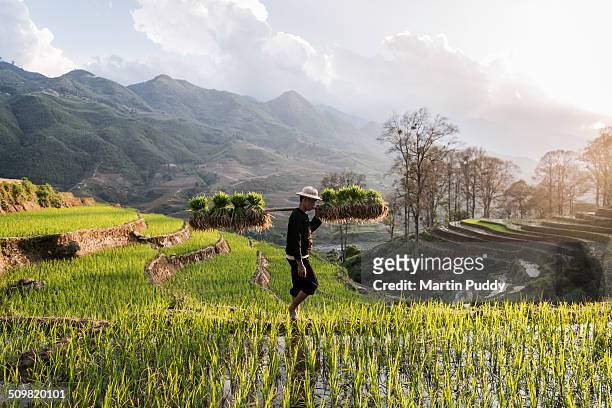 man walking through rice fields carrying seedlings - sa pa fotografías e imágenes de stock