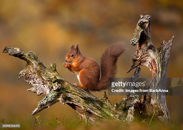 red squirrel eating nuts in autumn - woodland creatures stock pictures, royalty-free photos & images