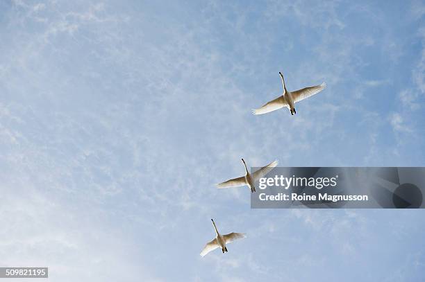 Flying Whooper swans