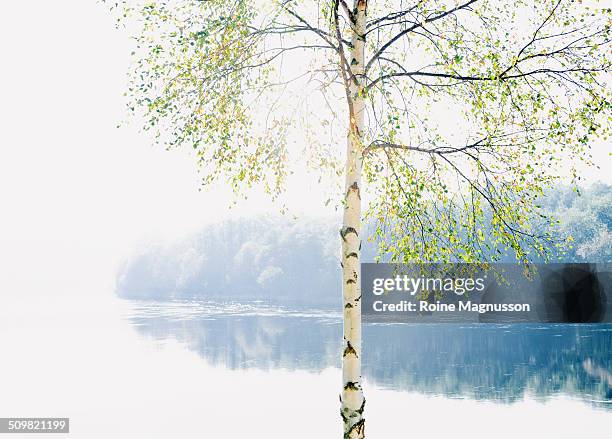 birch tree and river - berk stockfoto's en -beelden