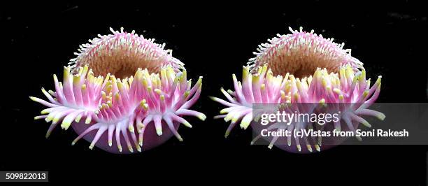 parts of flower of cannonball tree. - cannonball tree stock pictures, royalty-free photos & images