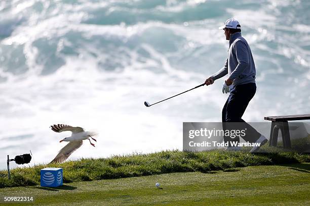 Nicholas Thompson chases away a seagull on the seventh hole during the second round of the AT&T Pebble Beach National Pro-Am at the Pebble Beach Golf...