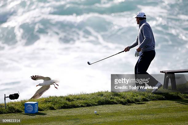 Nicholas Thompson chases away a seagull on the seventh hole during the second round of the AT&T Pebble Beach National Pro-Am at the Pebble Beach Golf...