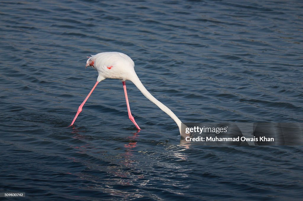 Flamingo On Field