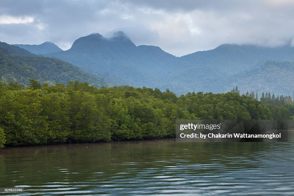 Koh Chang Mangrove Forest