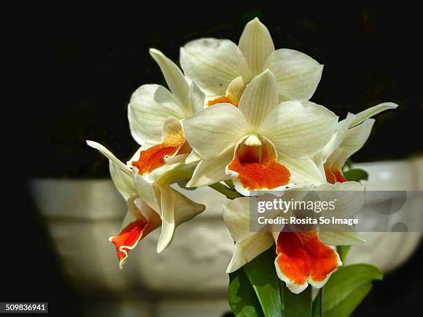 45 Orange Cymbidium Orchids Stock Photos, High-Res Pictures, and