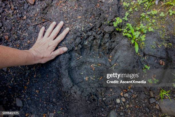 comparison of person's hand with grizzly footprint - bear tracks bildbanksfoton och bilder