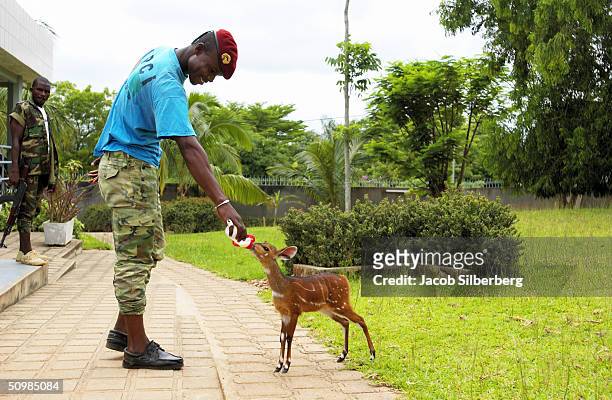 Soldier feeds an animal outside the house of Guillaume Soro, Secretary General of the New Force May 2, 2004 in Bouake, Ivory Coast. The New Force now...