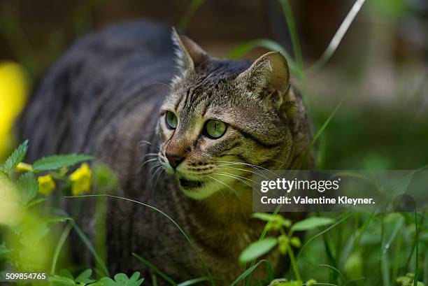 the egyptian mau cat - egyptian mau stock-fotos und bilder