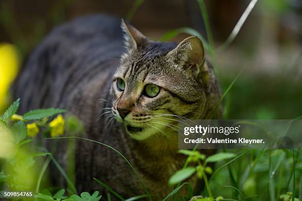 the egyptian mau cat - egyptische mau stockfoto's en -beelden